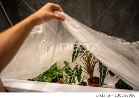 Man covers indoor plants in bathroom with plastic wrap after treating them with insecticide. Man covers indoor plants in bathroom with plastic wrap after treating them with insecticide. 130555956
