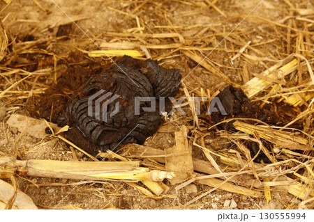 Cow Dung in the fields Cow Dung in the fields 130555994