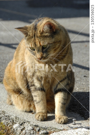 Brown Cat at Home Brown Cat at Home 130556025