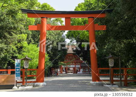 京都 下鴨神社の鳥居と新緑 京都 下鴨神社の鳥居と新緑 130556032