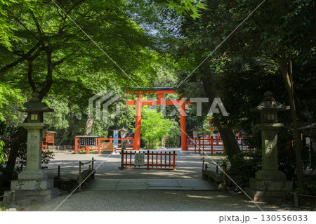 京都　下鴨神社の鳥居と新緑 130556033