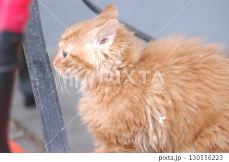 Brown Cat at the snow 130556223