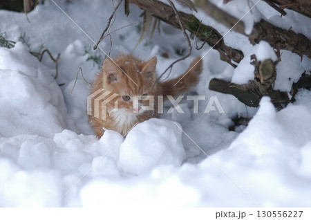 Brown Cat at the snow 130556227