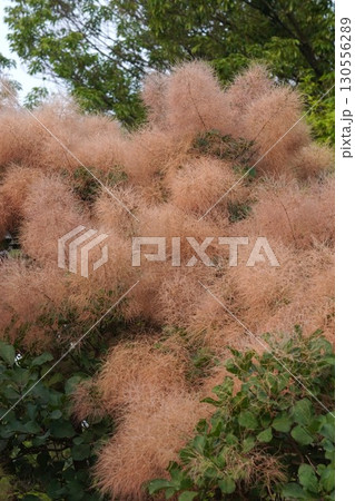 ㋆のスモークツリーの様子・2025年㋆ ㋆のスモークツリーの様子・2025年㋆ 130556289