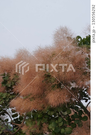 ㋆のスモークツリーの様子・2025年㋆ 130556292