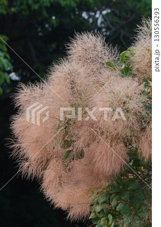 ㋆のスモークツリーの様子・2025年㋆ 130556293