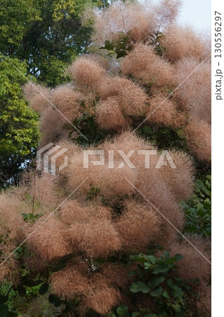 ㋆のスモークツリーの様子・2025年㋆ 130556297