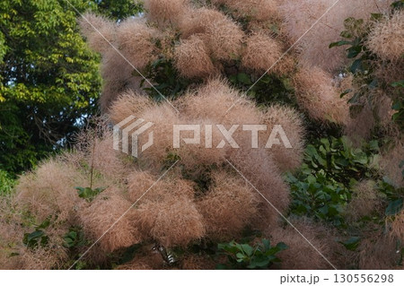 ㋆のスモークツリーの様子・2025年㋆ ㋆のスモークツリーの様子・2025年㋆ 130556298