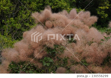 ㋆のスモークツリーの様子・2025年㋆ 130556299