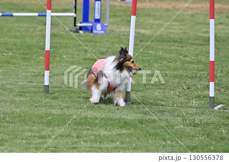 ドッグランで遊ぶシェルティ ドッグアジリティ ドッグスクール ドッグスポーツ ドッグランで遊ぶシェルティ ドッグアジリティ ドッグスクール ドッグスポーツ 130556378