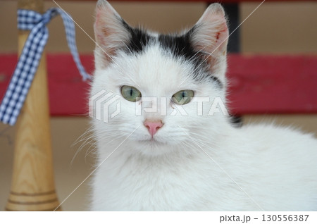Cat at Home Garden 130556387