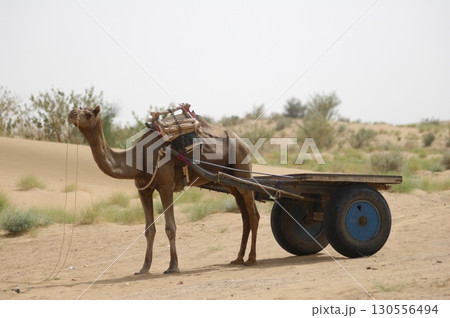 Camel cart in Rajasthan India Camel cart in Rajasthan India 130556494