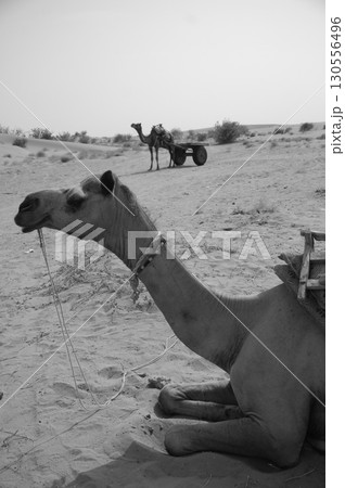 Camel cart in Rajasthan India Camel cart in Rajasthan India 130556496