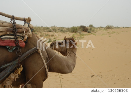 Camel cart in Rajasthan India 130556508