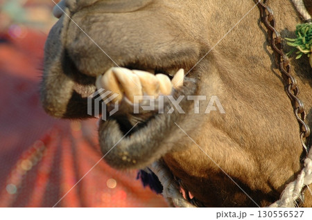 Camel cart in Rajasthan India 25th Aug 2025 130556527
