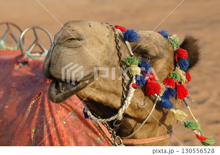 Camel cart in Rajasthan India 25th Aug 2025 130556528