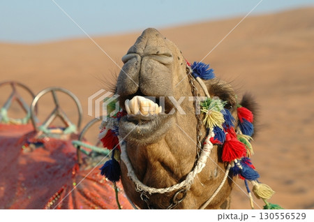 Camel cart in Rajasthan India 25th Aug 2025 130556529