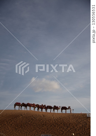 Camel cart in Rajasthan India 25th Aug 2025 130556531