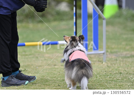 ドッグランで遊ぶ女性とシェルティ 130556572