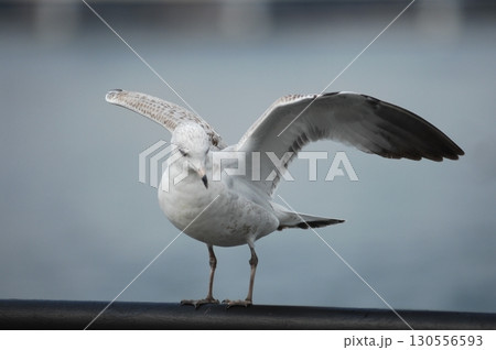 Ring billed gull Macro shot 130556593