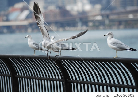 Ring billed gull Macro shot Ring billed gull Macro shot 130556605