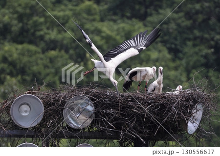 コウノトリの親子 130556617
