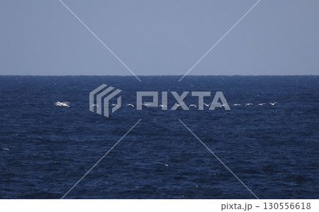 海上を渡るオオハクチョウの群れ 130556618
