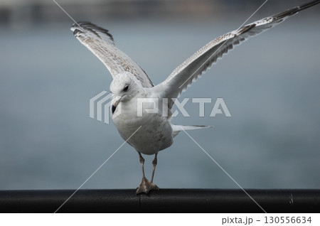 Ring billed gull Macro shot 130556634