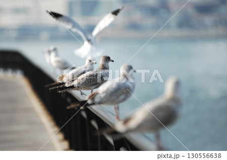 Ring billed gull Macro shot 130556638