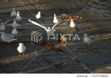 Ring billed gull Macro shot Ring billed gull Macro shot 130556668