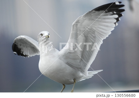 Ring billed gull Macro shot Ring billed gull Macro shot 130556680