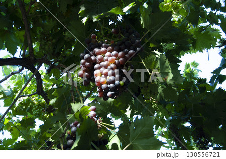 A big bunch of red grapes hanging in the vineyard. Ripe grapes harvest. Red grapes on a branch with leaves.  130556721