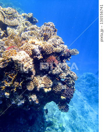 Vertical reef wall in Red sea Egypt with lobed coral Porites, brain coral Diploria, staghorn coral 130556741