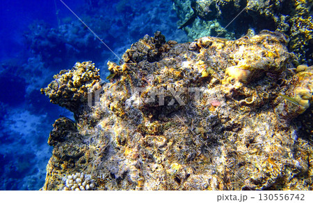 Close-up view of a coral formation in the Red Sea, showing detailed reef texture illuminated by 130556742