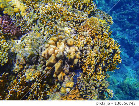Golden reef formation in Red sea Egypt with lobed coral Porites, staghorn coral Acropora, fire coral 130556745