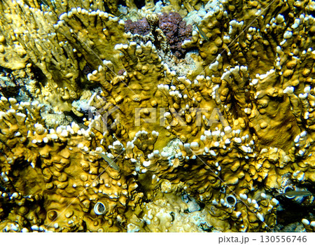 Close-up of Yellow Scroll Coral Turbinaria reniformis with vibrant yellow surface and white polyps, Close-up of Yellow Scroll Coral Turbinaria reniformis with vibrant yellow surface and white polyps, 130556746