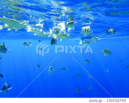 School of sergeant major fish swimming near the water surface in the Red Sea. Tropical marine life School of sergeant major fish swimming near the water surface in the Red Sea. Tropical marine life 130556749