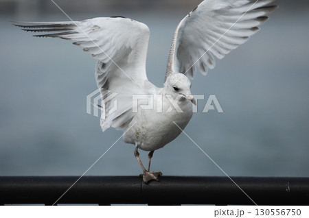Ring billed gull Macro shot 130556750