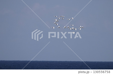 海上を渡るオオハクチョウの群れ 海上を渡るオオハクチョウの群れ 130556758