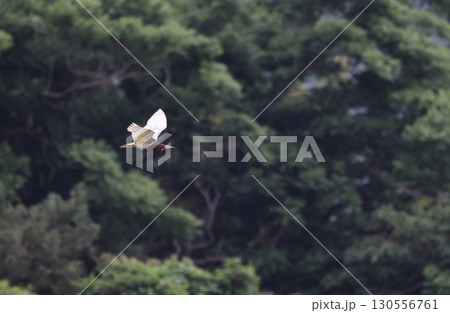 飛翔するアカガシラサギの夏羽 130556761