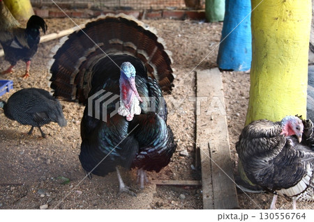Turkey Bird in a Foarm India Turkey Bird in a Foarm India 130556764