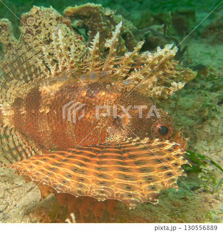 Dendrochirus brachypterus, dwarf lionfish, or shortspine scorpionfish at a Philippines coral reef 130556889