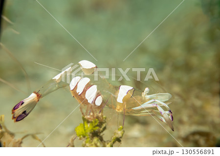 A super macro photo of a Holthuis cleaner shrimp, Ancylomenes holthuisi A super macro photo of a Holthuis cleaner shrimp, Ancylomenes holthuisi 130556891