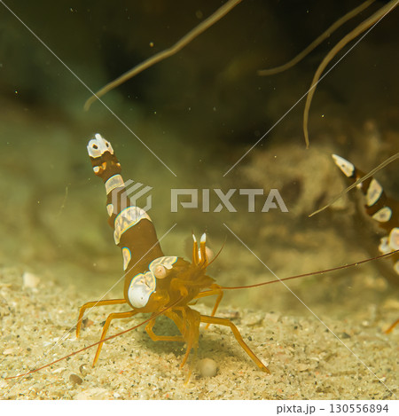 A macro photo of a Sexy shrimp, Holthuis cleaner shrimp or Ancylomenes holthuisi. 130556894