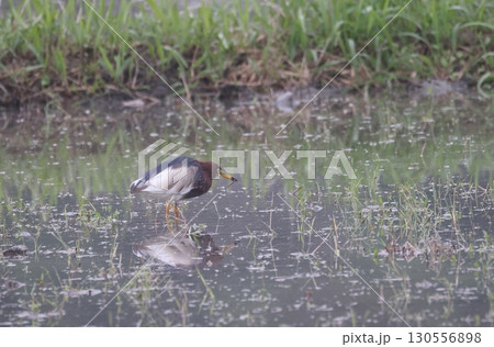 小魚を捕らえたアカガシラサギの夏羽 130556898