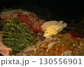 Awesome Leaf scorpionfish, Taenianotus triacanthus, or paperfish, shot at a tropical coral reef 130556901