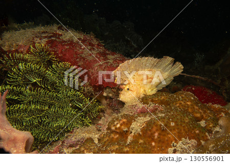 Awesome Leaf scorpionfish, Taenianotus triacanthus, or paperfish, shot at a tropical coral reef 130556901