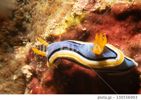 Supermacro photo of Anna's Chromodoris, or Chromodoris annae at a tropical coral reef in Philippines Supermacro photo of Anna's Chromodoris, or Chromodoris annae at a tropical coral reef in Philippines 130556903