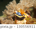 Supermacro photo of Anna's Chromodoris, or Chromodoris annae at a tropical coral reef in Philippines 130556911