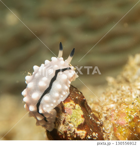 A super macro photo of a Rudman's Phyllidiella nudibranch sitting on a piece of coral 130556912